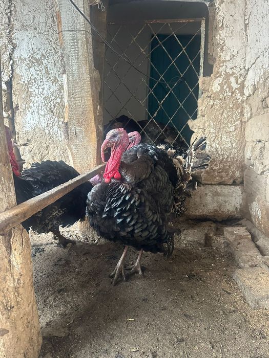 Продам индюк домашние