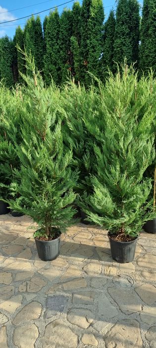 Tuia leylandi- prunus laucerasus ( laur englezesc) pin