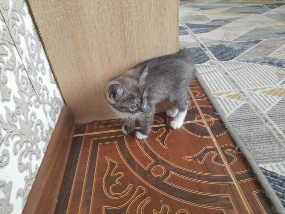 Котята бесплатно