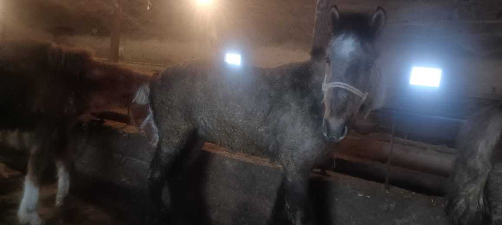 Жылқы сатылады. Продам лошадь