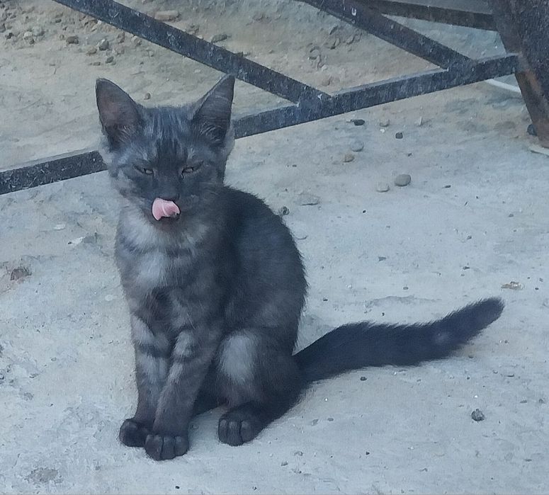 Породистые котята 3 месячный малчик
