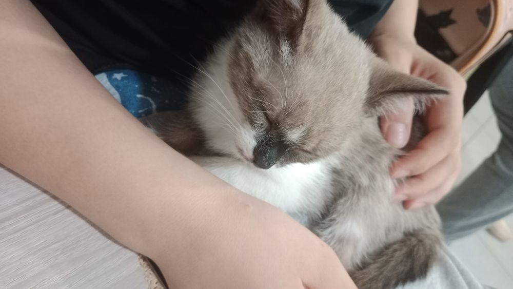 Отдам котят у нас 3