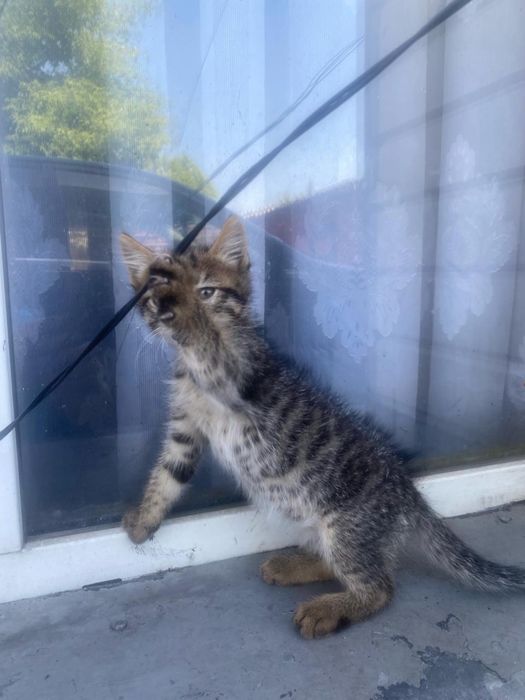 Домашний игривый котенок
