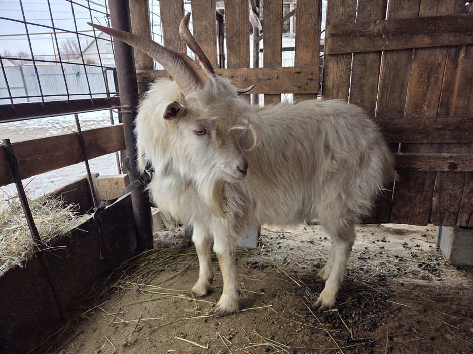 Продаётся козёл  теке