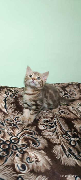 Британские котята