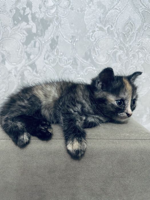 Отдам котенка, нашли на улице
