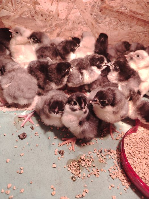 Vând pui de găina Australorp.