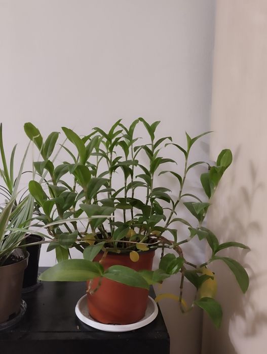 Кодиум, ,Драцены,   другие