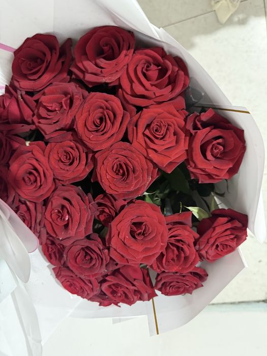 Роза 25 штук свежый