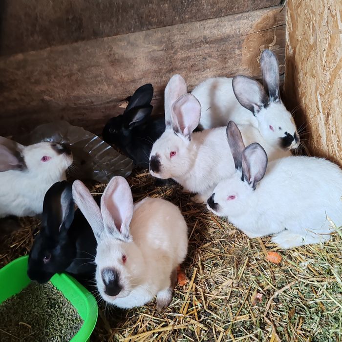 Iepuri uriaș transivania de vinzare