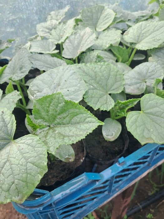 Продам огурец на засолку рассаду огурцов