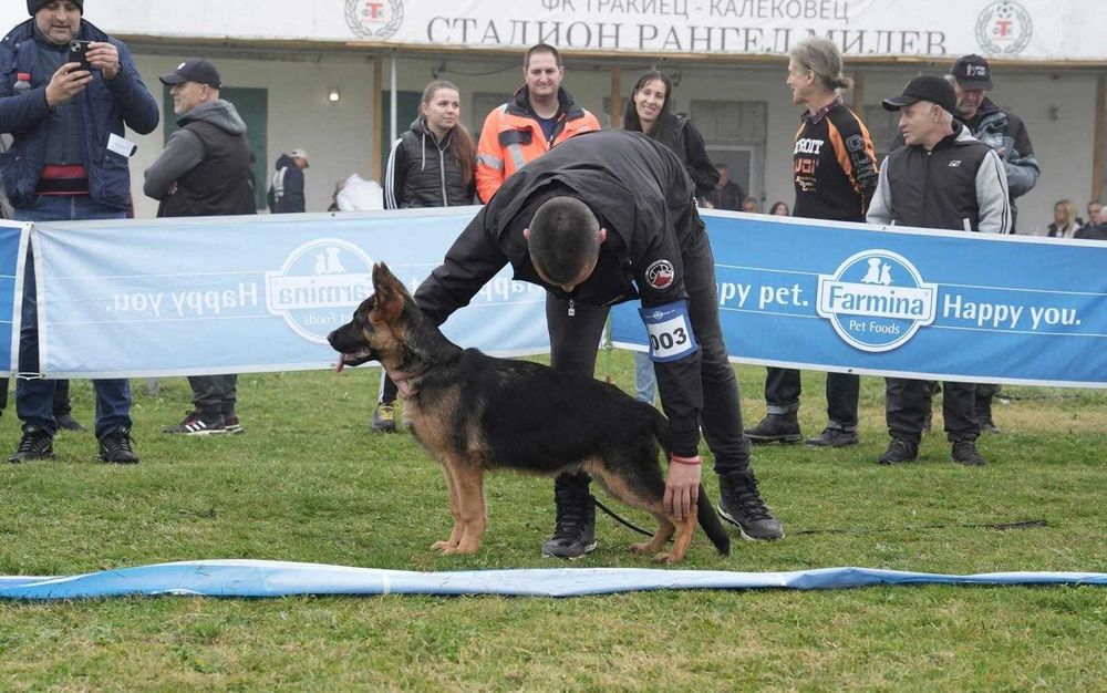 Мъжка Немска Овчарка