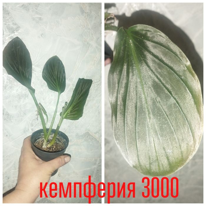 Цветы.  домашние