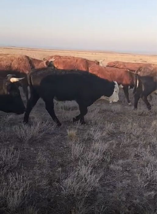 Продам подсос телят