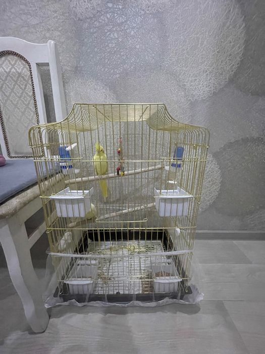 Попугаи Кореллы, две пары, забавные