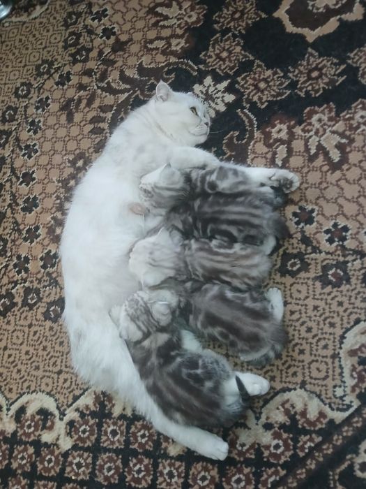 Британские котята с документами