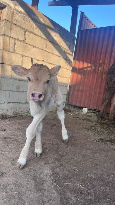 Бузаулы Сиыр сатылады