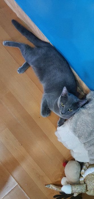 Pisica spre adoptie motanel