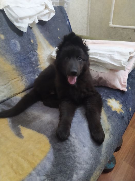 Продам собаку,немецкую овчарку.