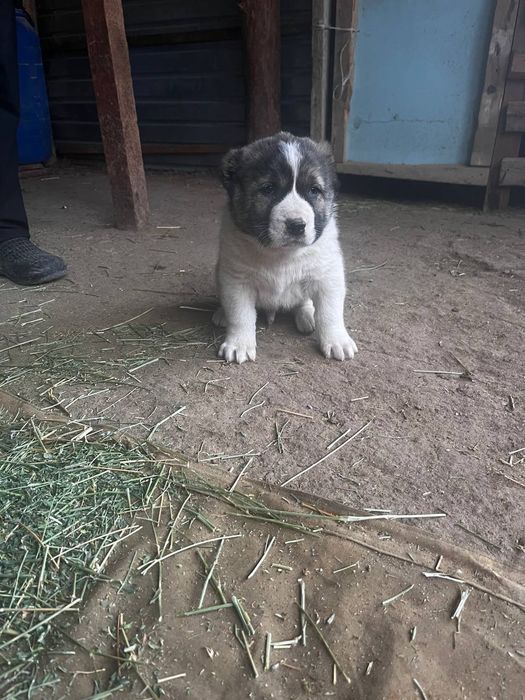 Алабай щенки.   .