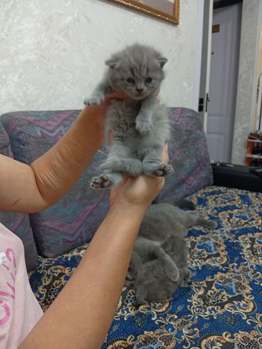 Катята готовы к переезду в новые добрые ручки