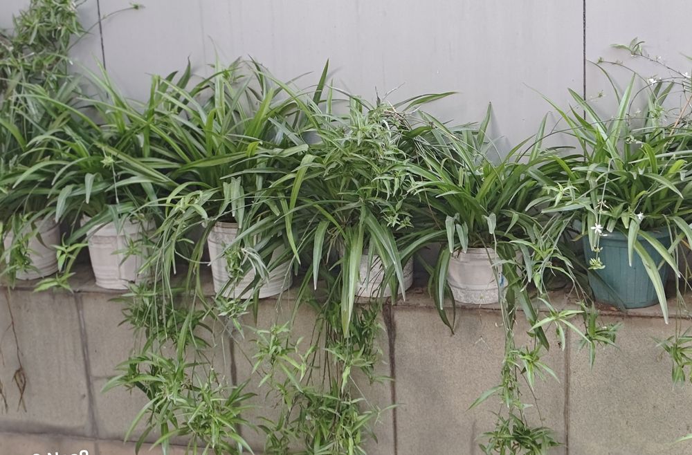 Хлорофитумы большие распродажа Доставка