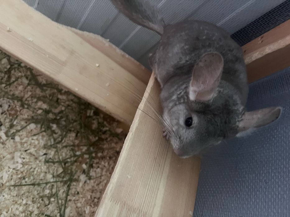 Продается 2 шеншилы вместе