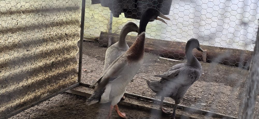 Mascul rața alergatoare indiana