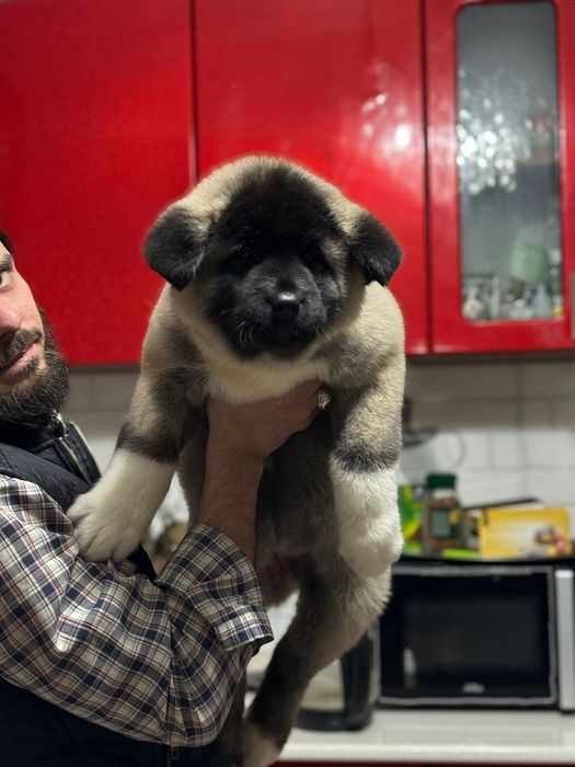 Щенки американская акита