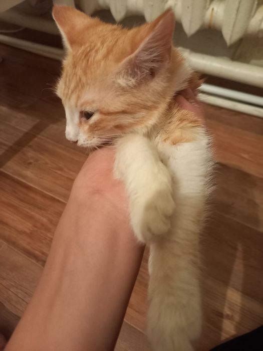 Маленки котенок 2-3 месеца