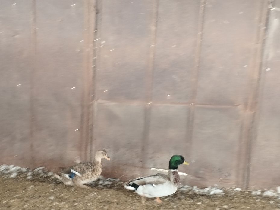 Продам подсадных уток