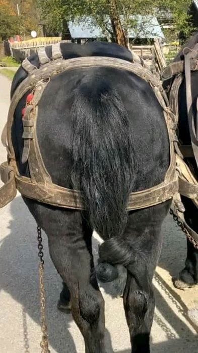 De vanzare Armasar 10 Ani!! Are pasaport!! Foarte bland!! 175 inaltime