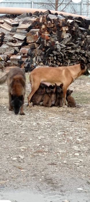 Mascul Ciobănesc Belgian Malinois