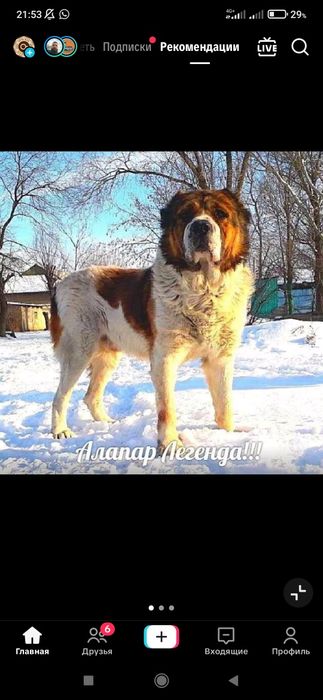 Төбет күшіктері сатылады