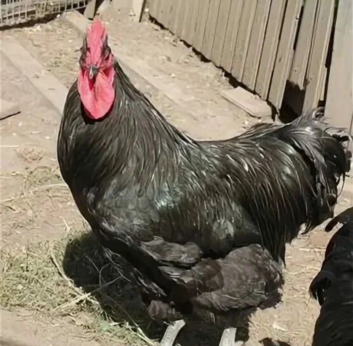 Жерси гигант кора товук тухумларига заказ оламиз