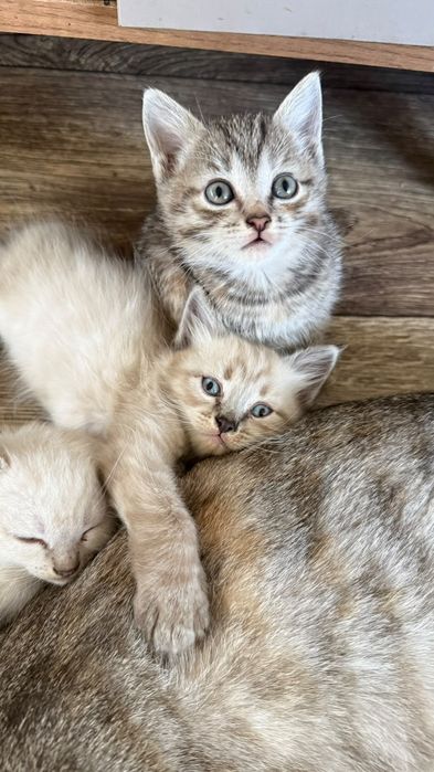 Отдам котят в добрые руки