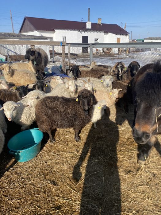 Ешки сатамын, козы продаются