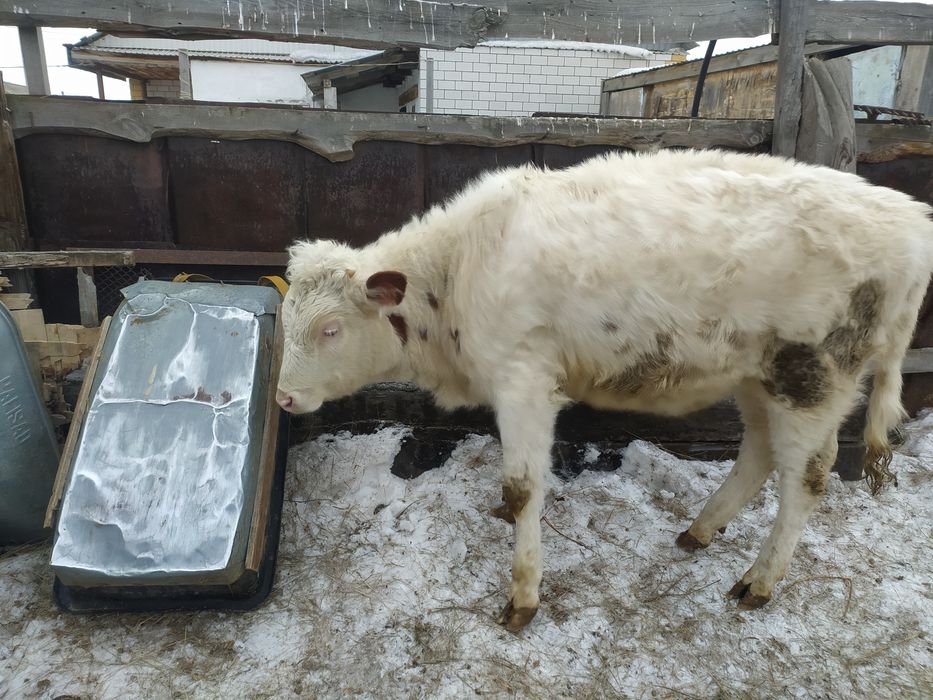 Продам 4-х телят