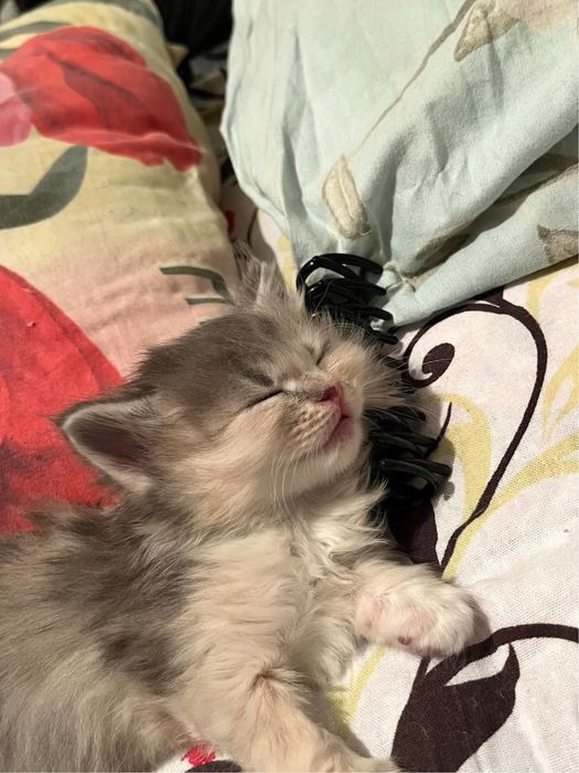 Отдам котят в добрые любящие руки