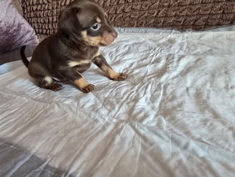 Продам щенков той-терьер