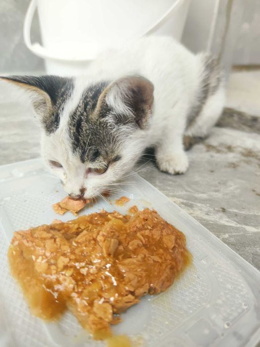 Котёнок белый задаром