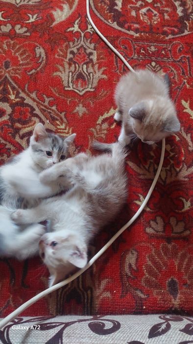 Отдам котят в добрые руки