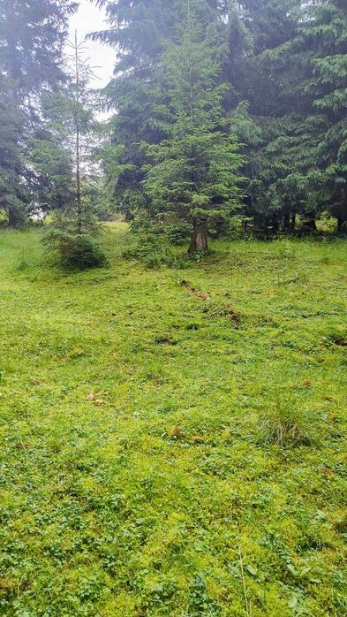 De vânzare  Teren intravilan 1.370 mp, Muntele Băișorii – zonă centrală, lângă pensiunea Skiland