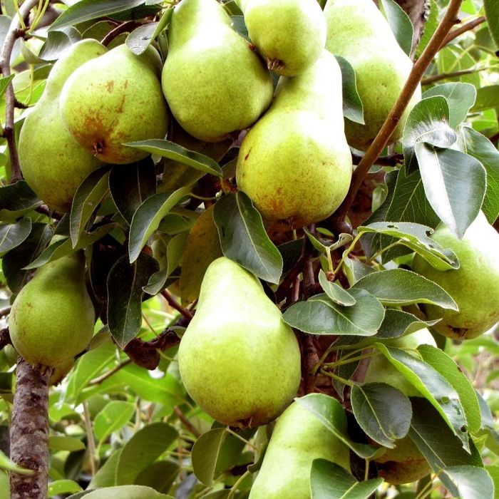 Pomi Fructiferi Pitici Dwarf (Păr )