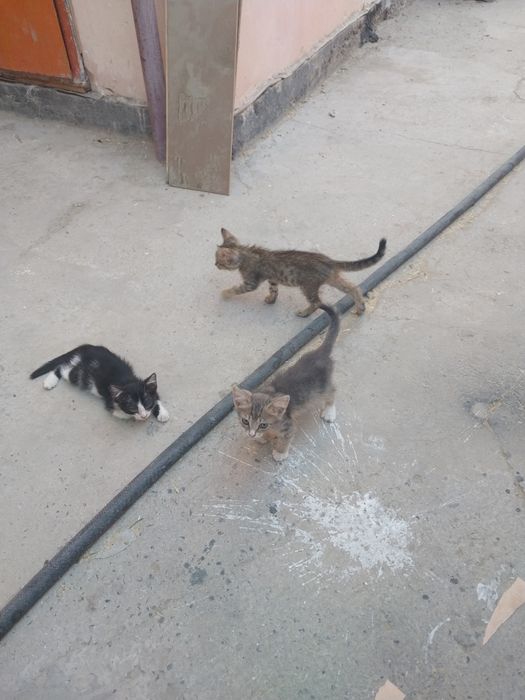 Котята умныекросивое