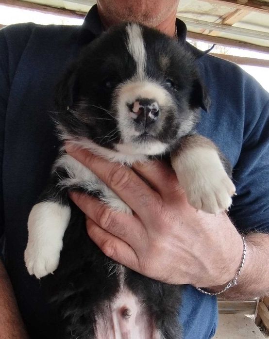 Отлам щенят мальчикии бесплатно