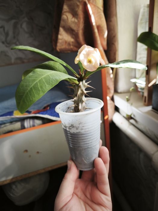 Эуфобия Миля. Молочай