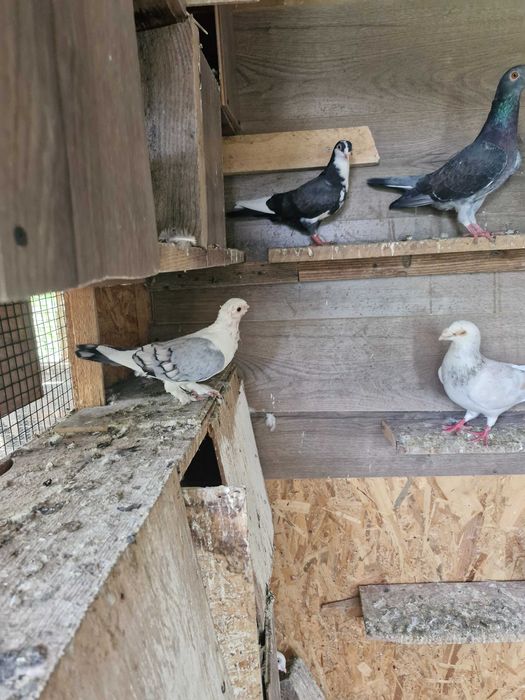 Porumbei texani, jucători, satineți, voiajori disponibili