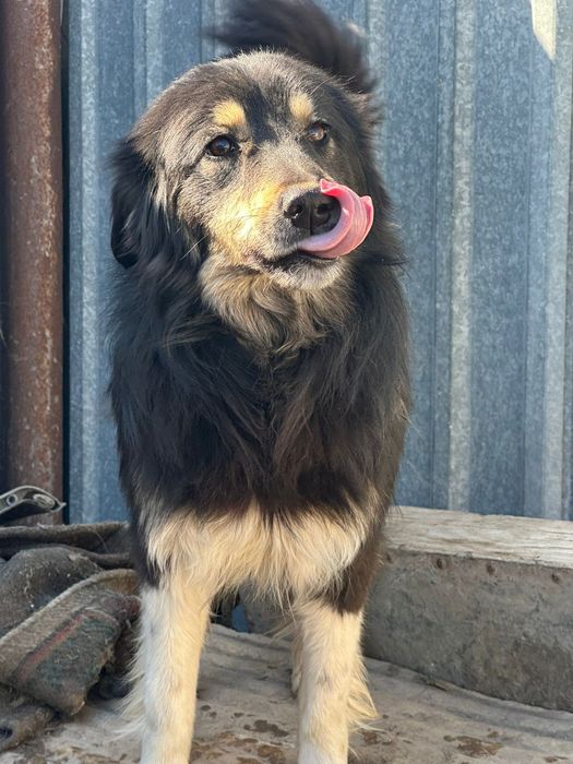В добрые руки собака.