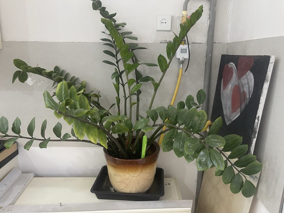 Комнатные растения